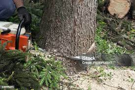 Best Emergency Tree Removal  in Xtang, PA