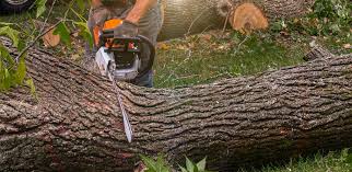 Best Lawn Watering Services  in Xtang, PA