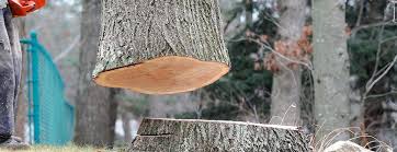 Paxtang, PA Tree Care Company