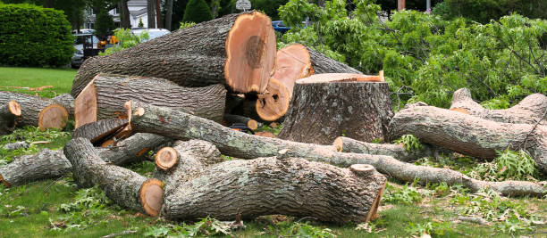 Best Tree Preservation Services  in Xtang, PA