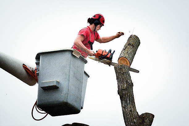 Best Tree and Shrub Care  in Xtang, PA
