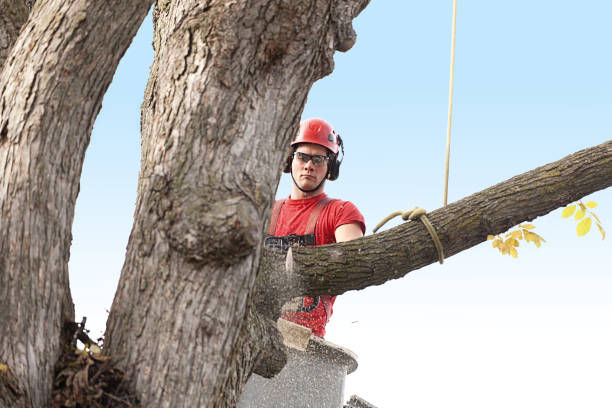 How Our Tree Care Process Works  in  Paxtang, PA
